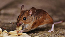 24 Hour & Emergency Exterminators in Hyattsville, MD